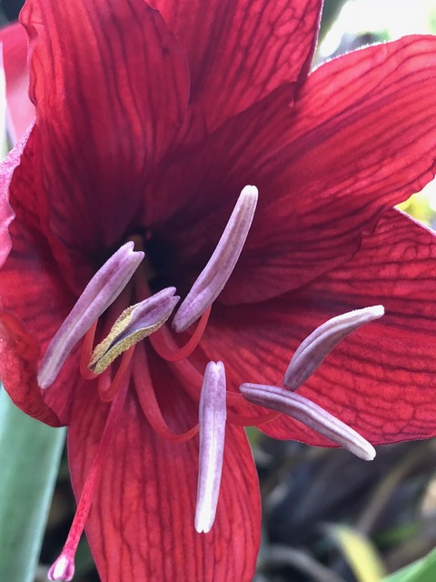 Lily photograph by Mick Hales flower photographer