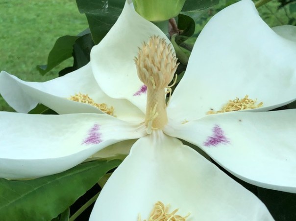 Flower, Mick Hales Photography