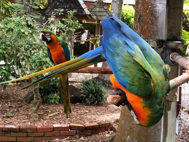 Parrots at the Sarasota Jungle Garden
