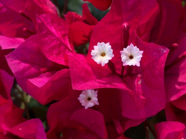 Flower by Mick Hales