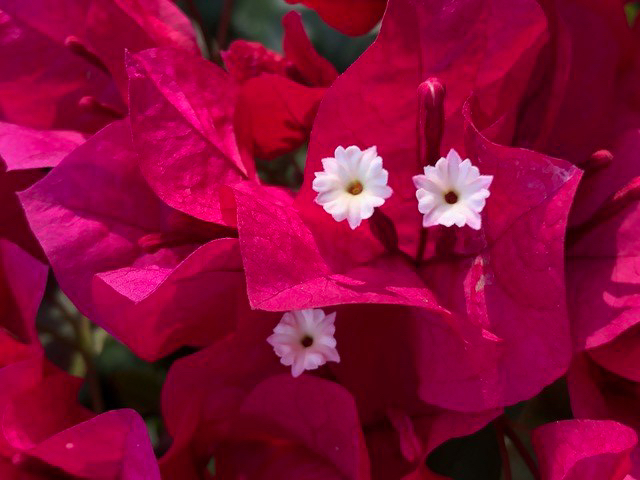 Flower by Mick Hales