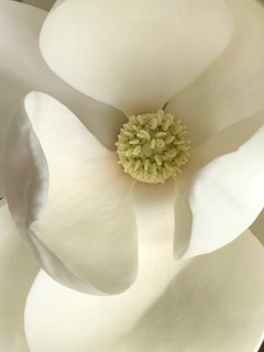 Magnolia Mick Hales