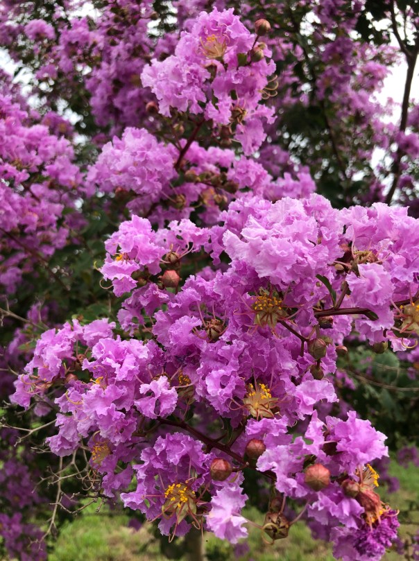 Flowers by Mick Hales