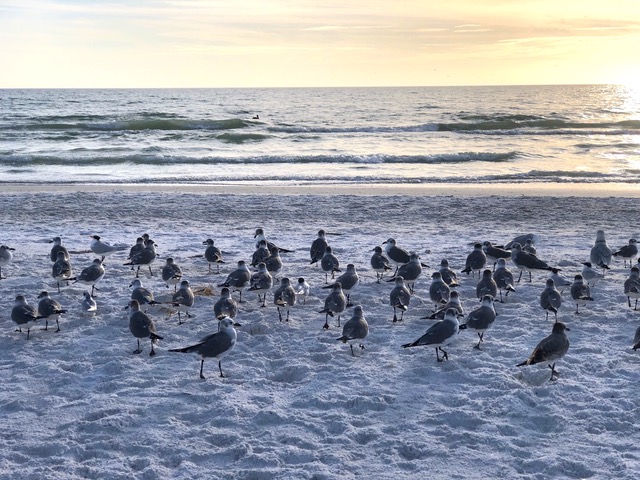 Seabirds by Mick Hales