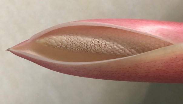 Flower by Mick Hales