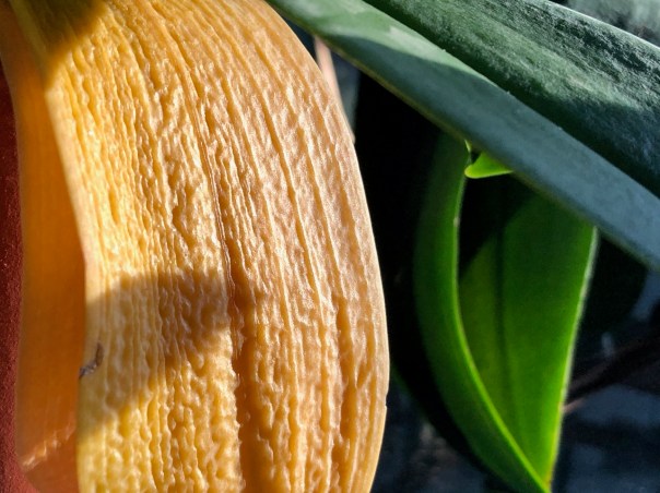 Mick Hales Photography