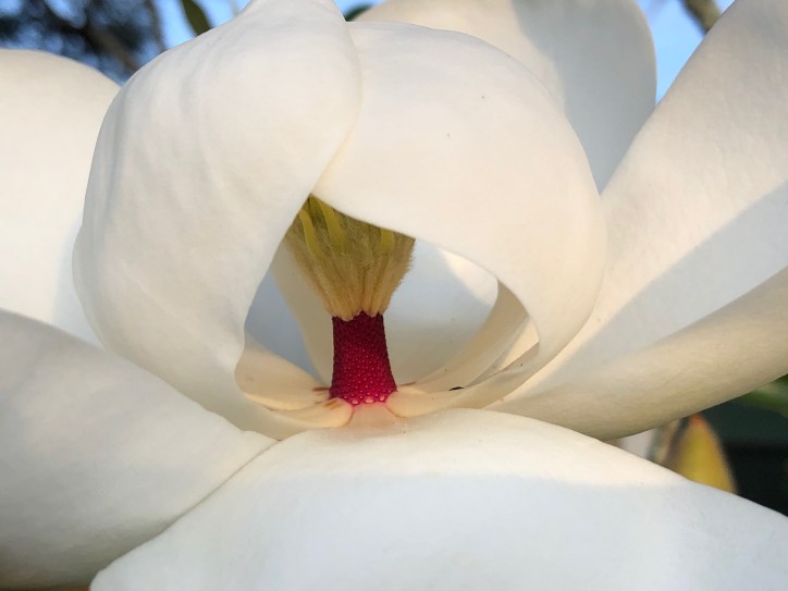 Mick Hales Photography