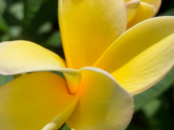 Mick Hales Photography