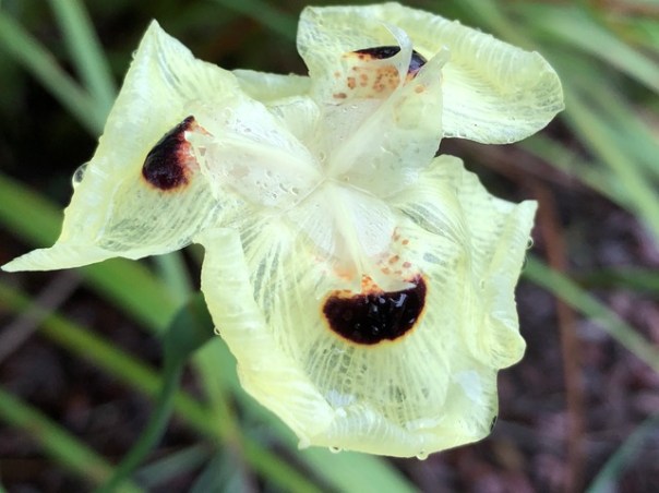 Mick Hales Photography