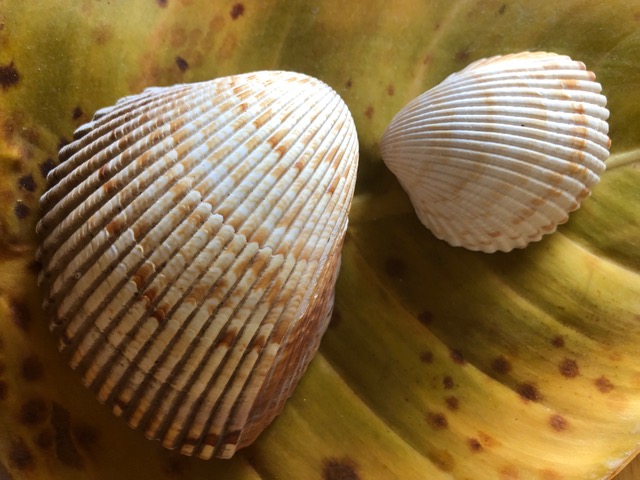 Mick Hales Photography