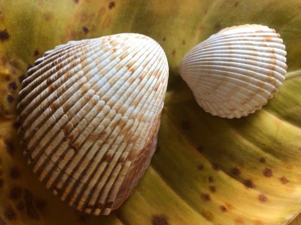 Mick Hales Photography