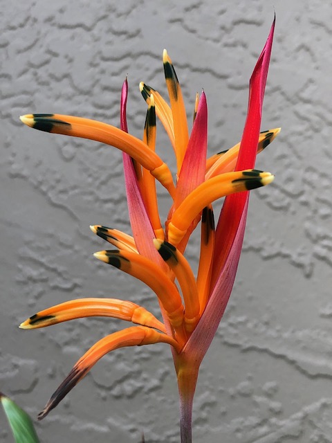 Mick Hales Photography