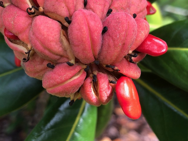 Mick Hales Photography