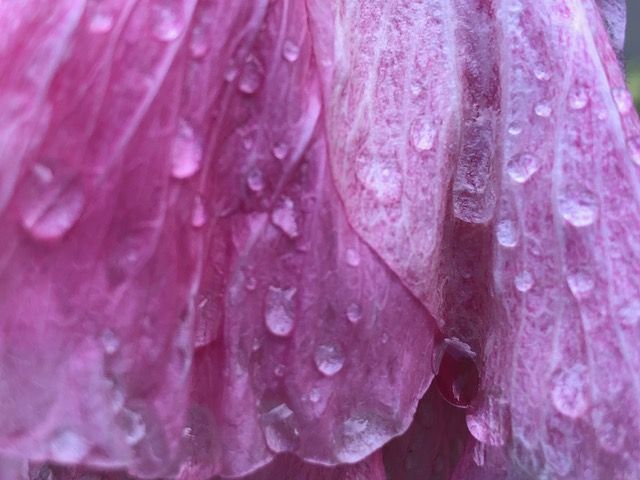 Mick Hales Photography