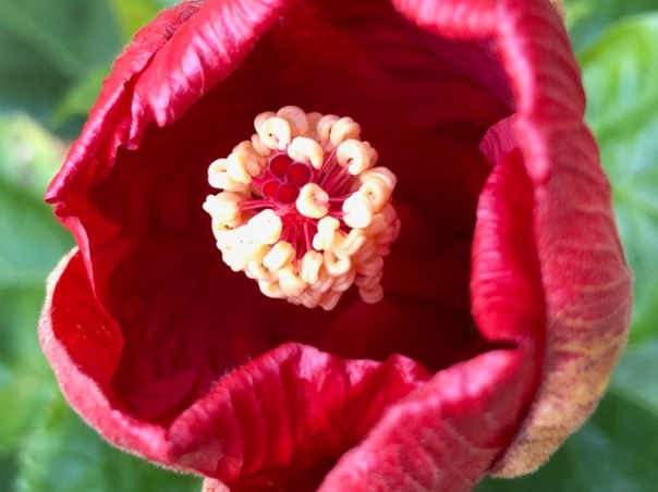 Purple flower by Mick Hales